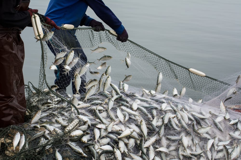 Fishing Net