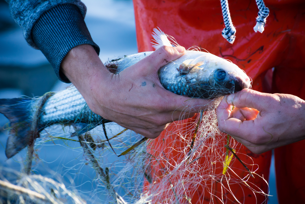 Questionnaires on the use of national public marine data