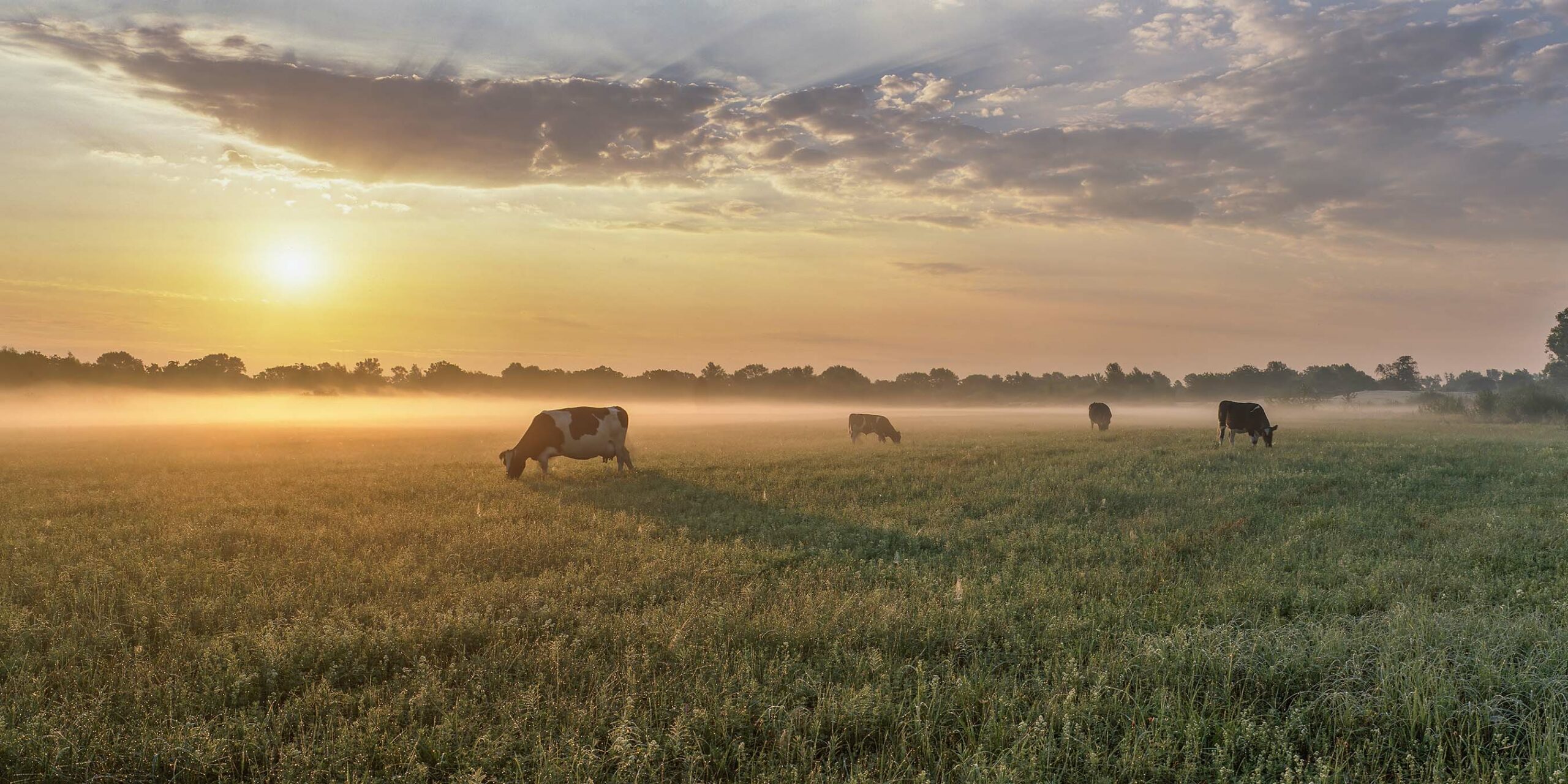 Animal health and welfare - Cows grazing in a green meadow