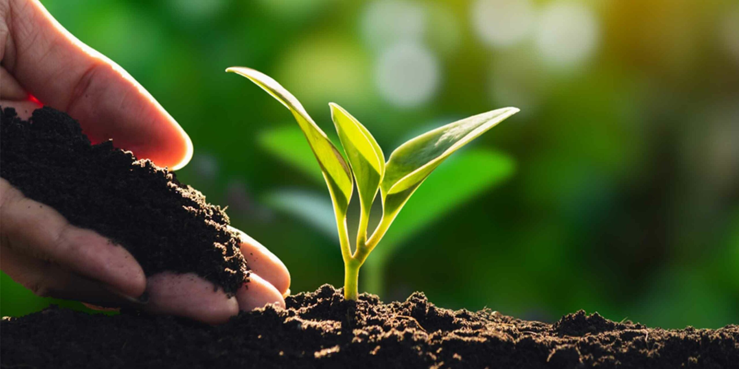 Fotografia de uma mão a plantar uma planta no solo.
