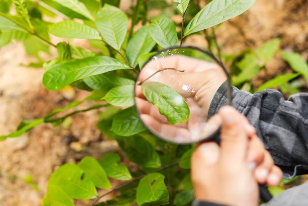 Lupa sobre folha de planta para observar detalhe