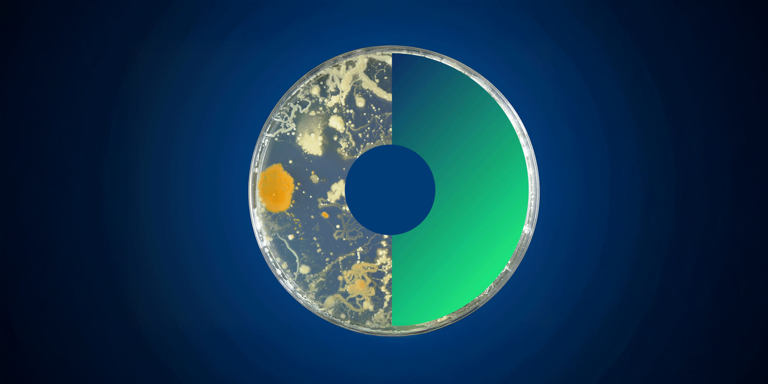 Enlarged image of a Petri dish with microorganisms