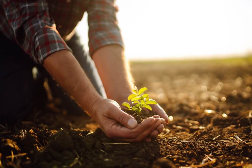Mão de agricultor verifica o solo antes de plantar mudas de plantas. Conceitos de ecologia e jardinagem.